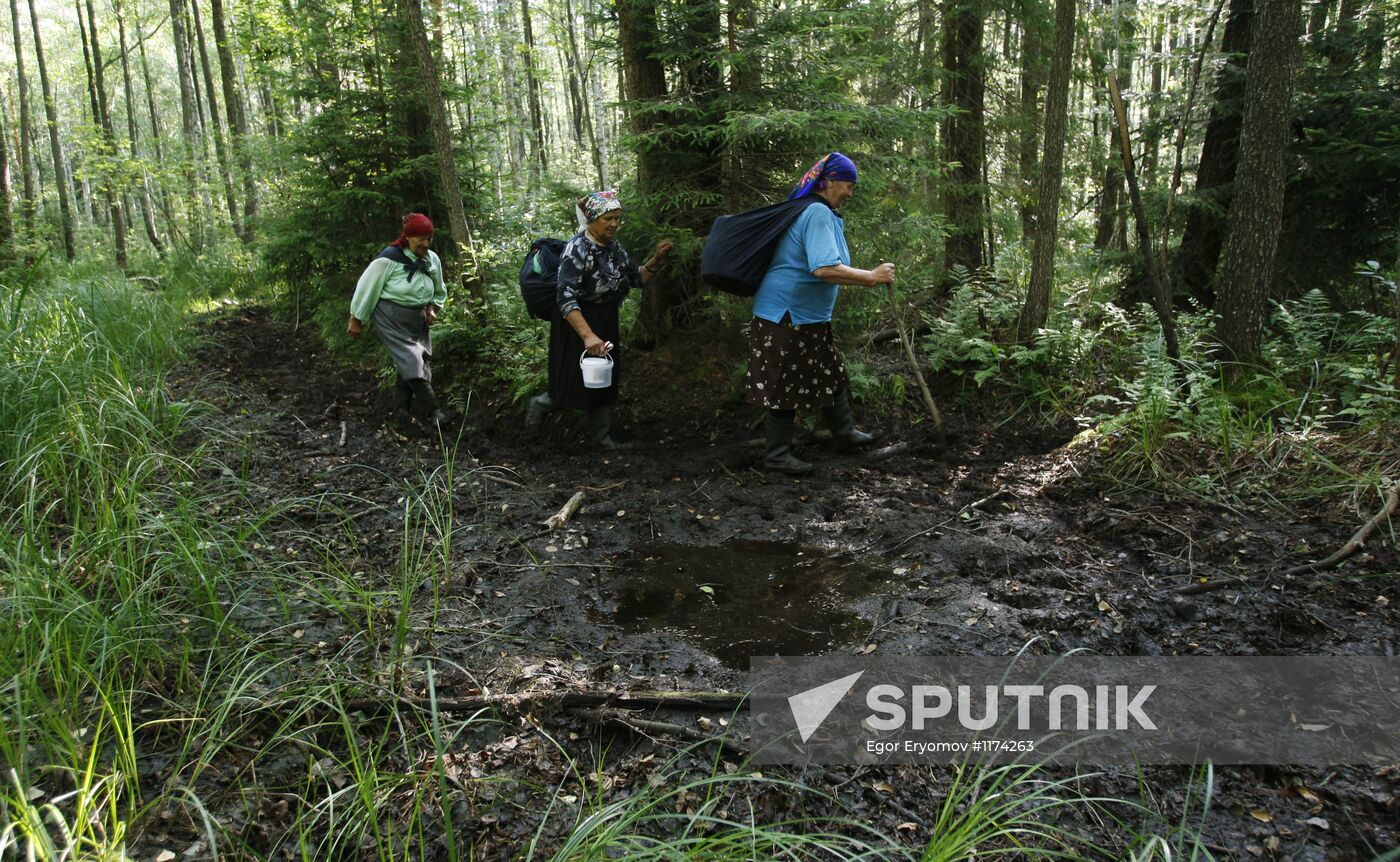 Collection of blueberries in woods of the Brest region