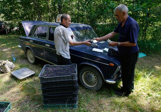 Collection of blueberries in woods of the Brest region