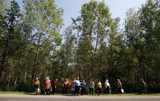 Collection of blueberries in woods of the Brest region