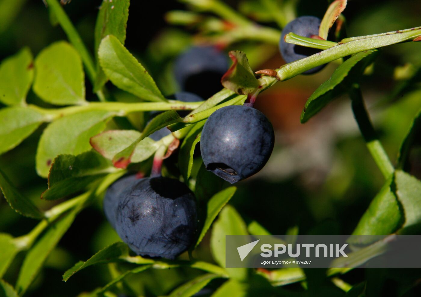 Collection of blueberries in woods of the Brest region