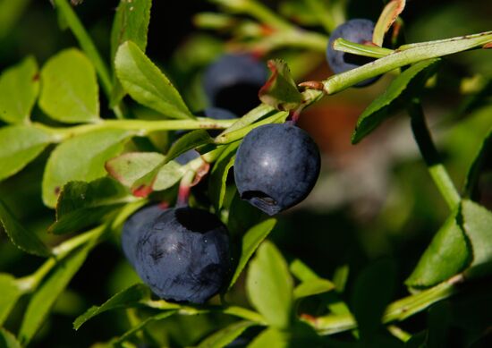 Collection of blueberries in woods of the Brest region