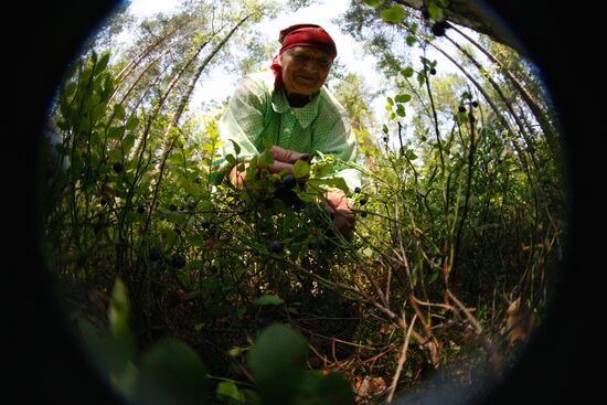 Collection of blueberries in woods of the Brest region