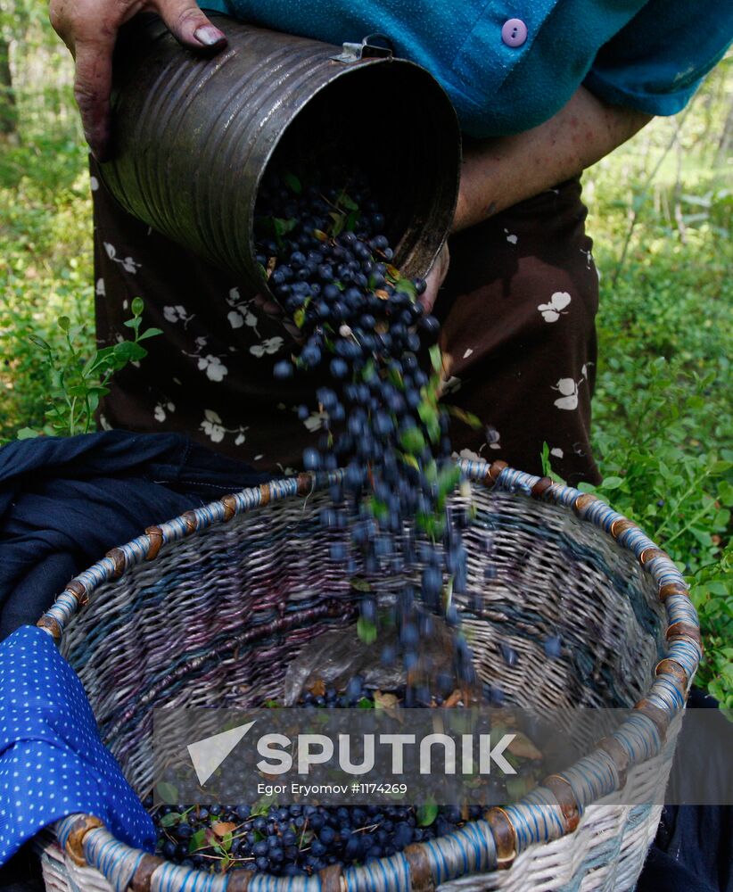 Collection of blueberries in woods of the Brest region