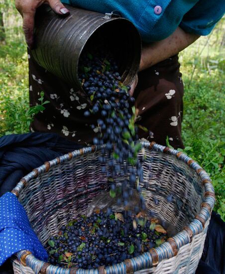 Collection of blueberries in woods of the Brest region