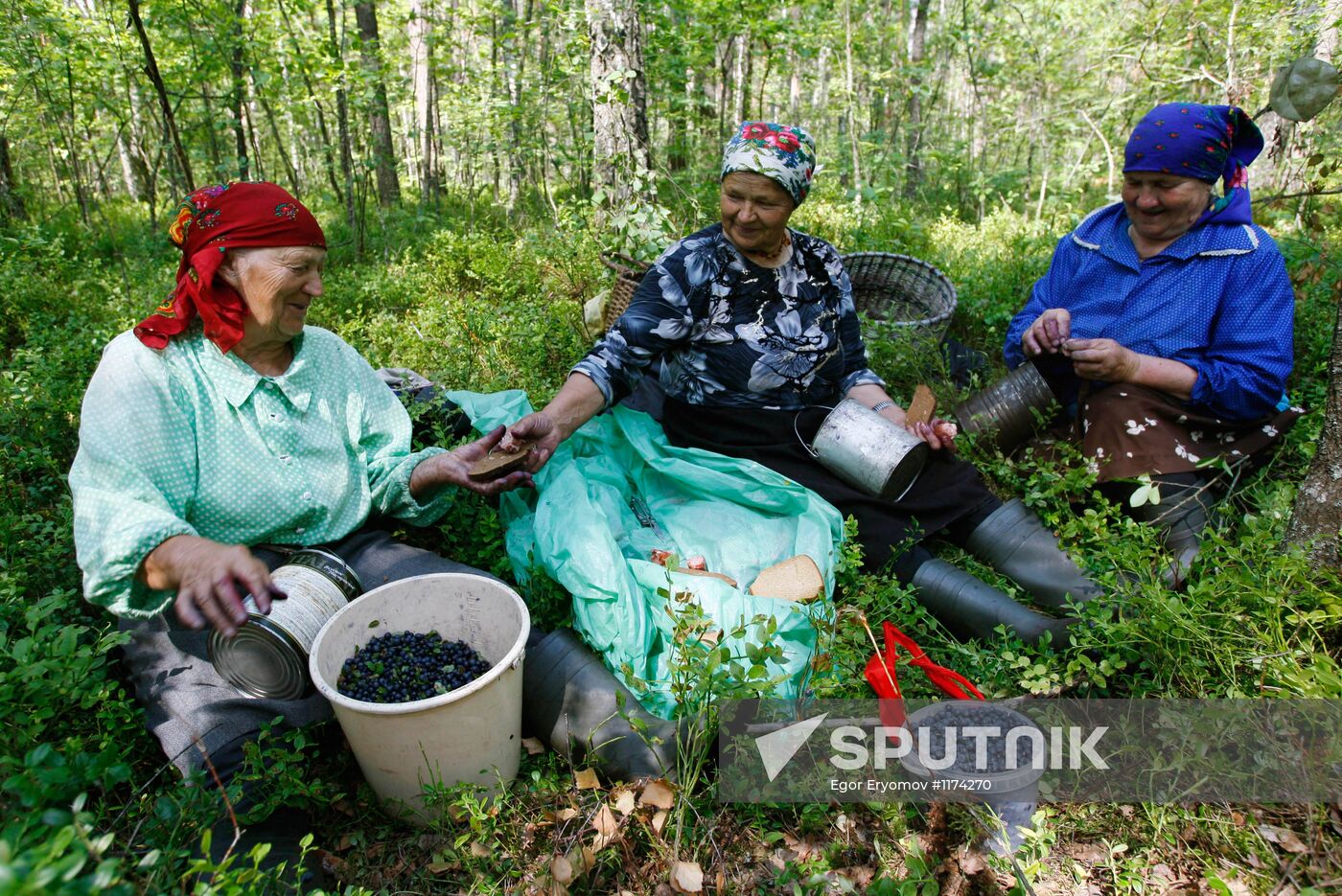 Collection of blueberries in woods of the Brest region