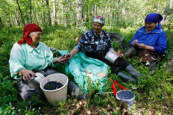 Collection of blueberries in woods of the Brest region