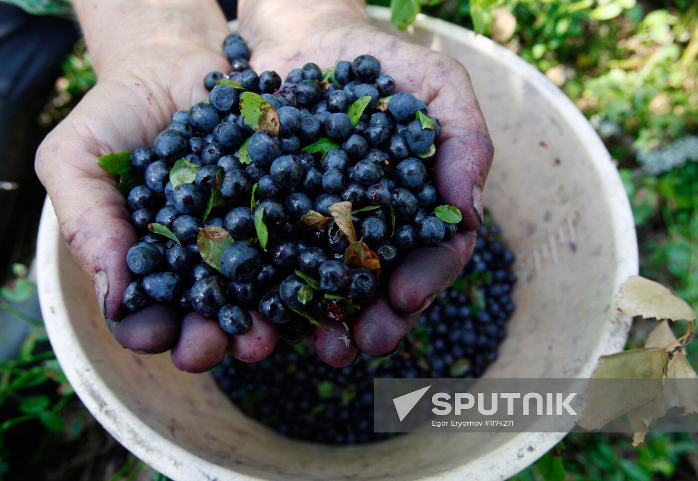 Collection of blueberries in woods of the Brest region