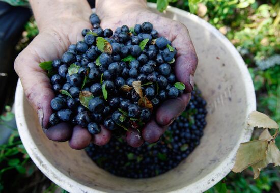 Collection of blueberries in woods of the Brest region