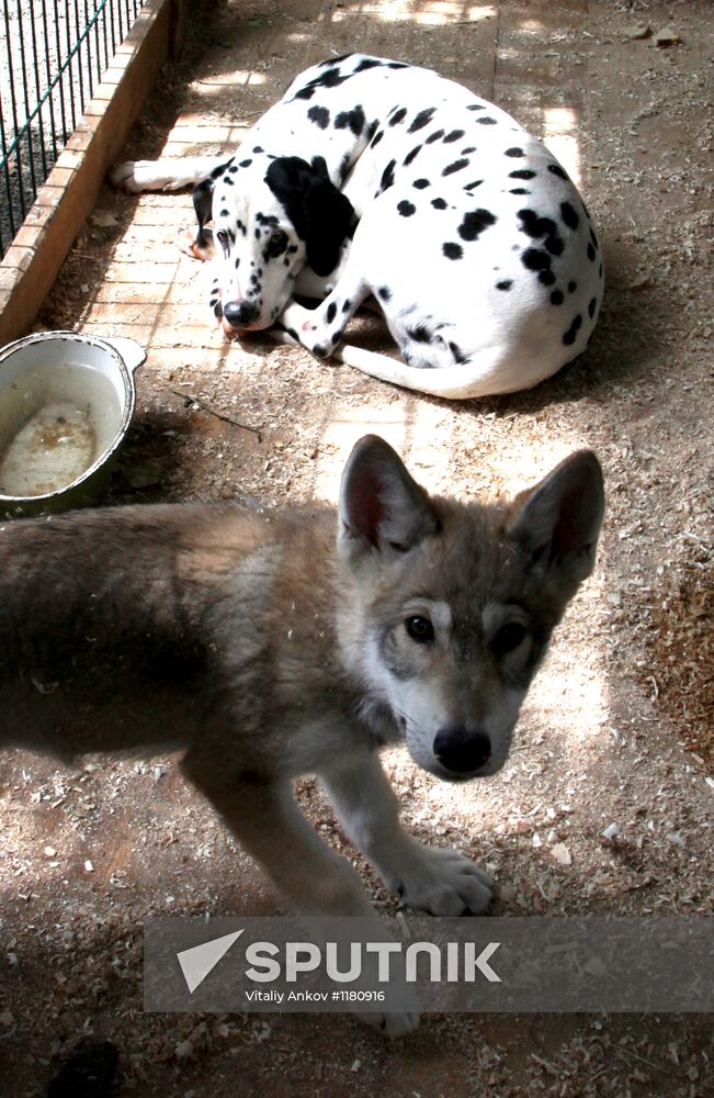 Dog with a wolf cub in Vladivostok zoo