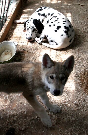 Dog with a wolf cub in Vladivostok zoo