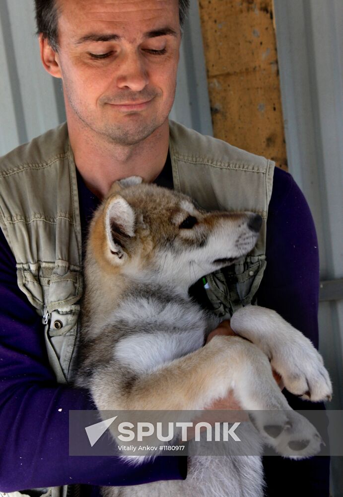 Dog with a wolf cub in Vladivostok zoo