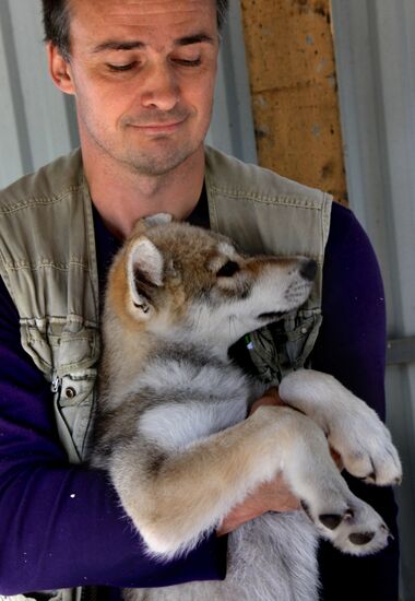 Dog with a wolf cub in Vladivostok zoo
