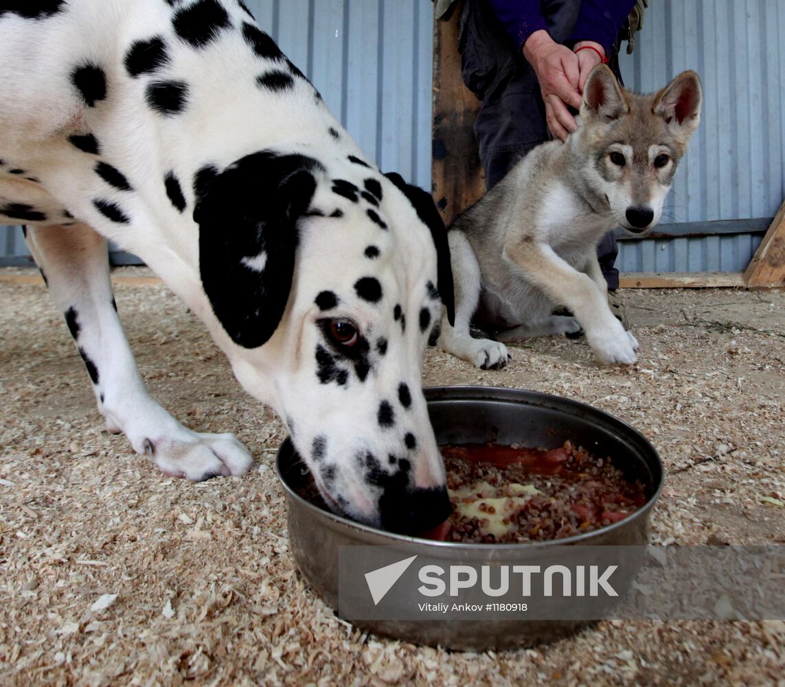 Dog with a wolf cub in Vladivostok zoo