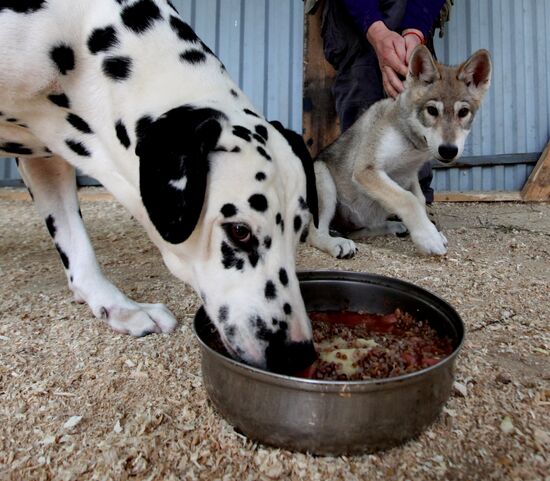 Dog with a wolf cub in Vladivostok zoo