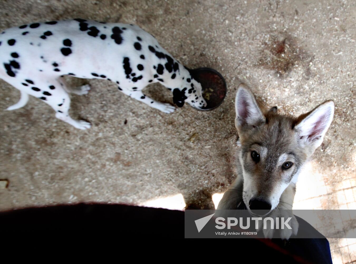Dog with a wolf cub in Vladivostok zoo
