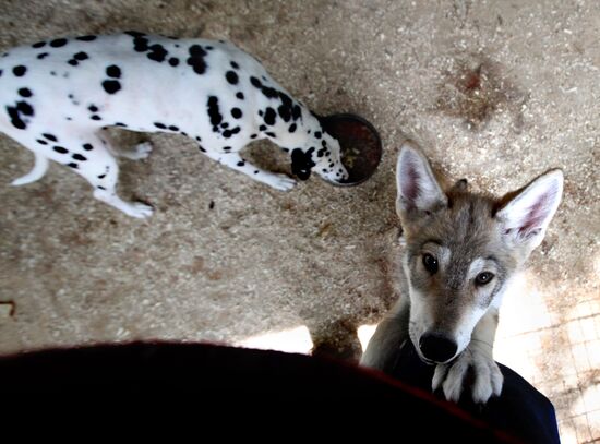 Dog with a wolf cub in Vladivostok zoo