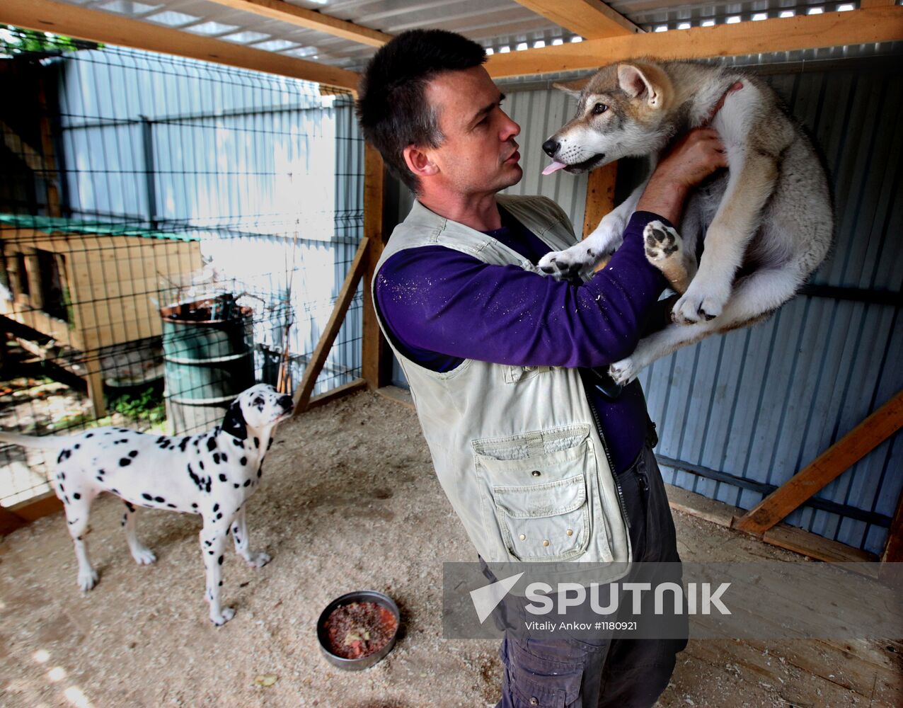 Dog with a wolf cub in Vladivostok zoo