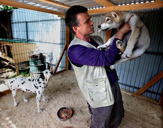 Dog with a wolf cub in Vladivostok zoo