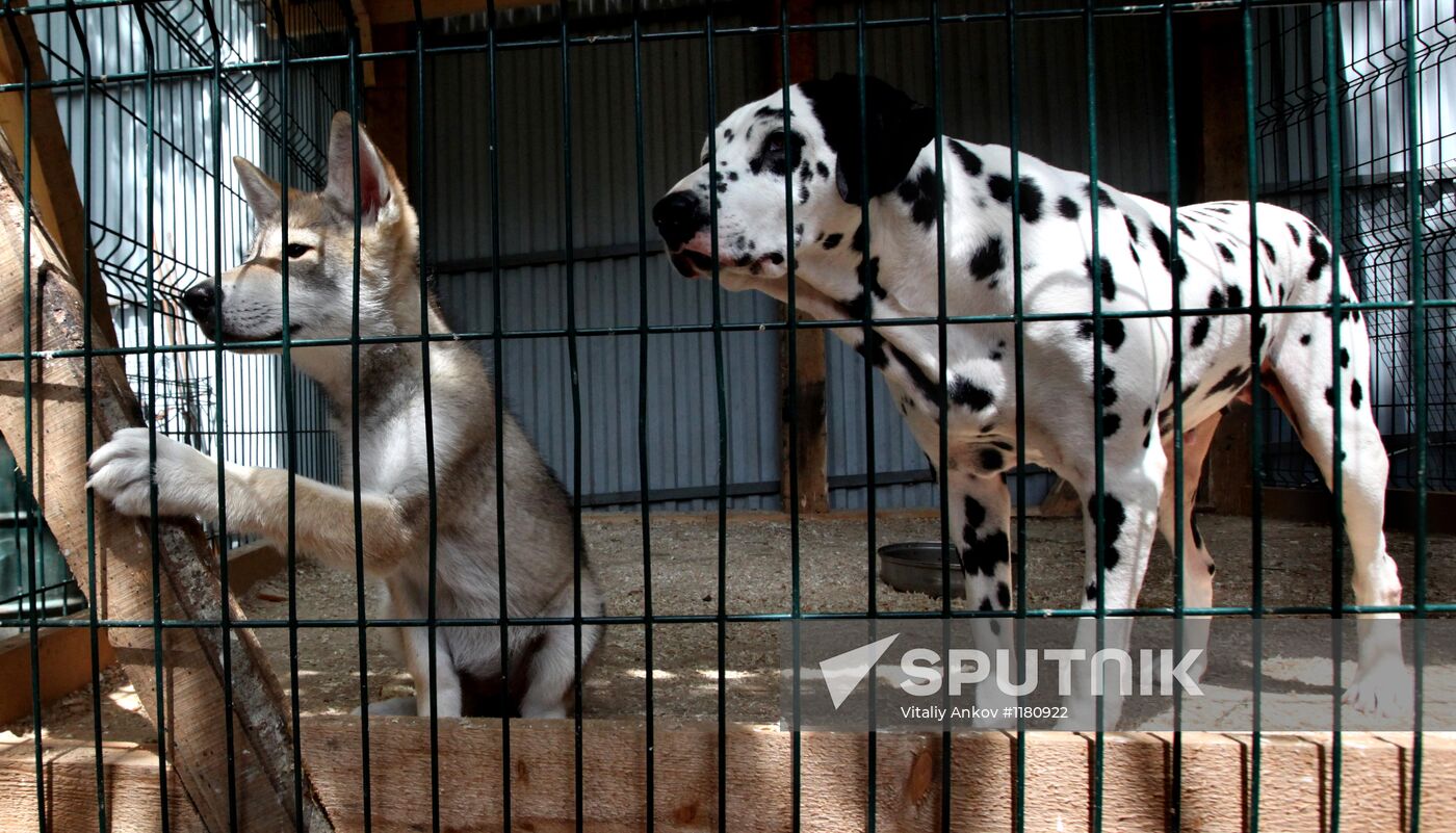 Dog with a wolf cub in Vladivostok zoo