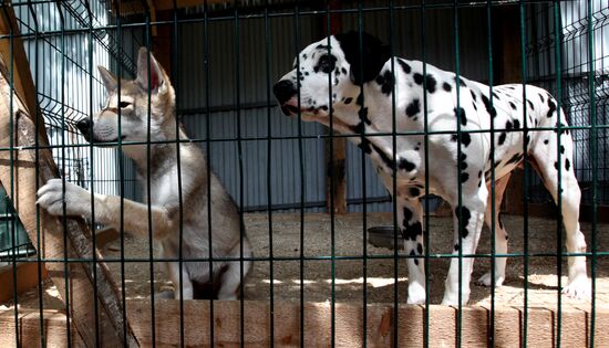 Dog with a wolf cub in Vladivostok zoo