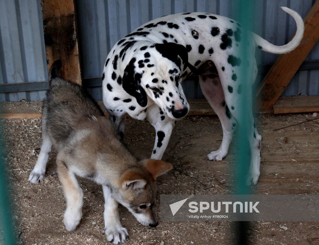 Dog with a wolf cub in Vladivostok zoo