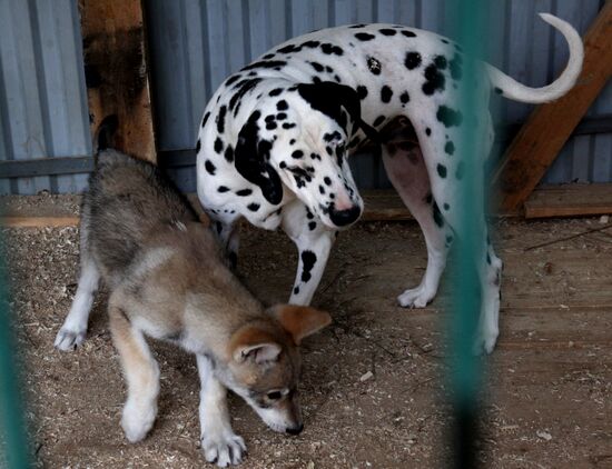 Dog with a wolf cub in Vladivostok zoo