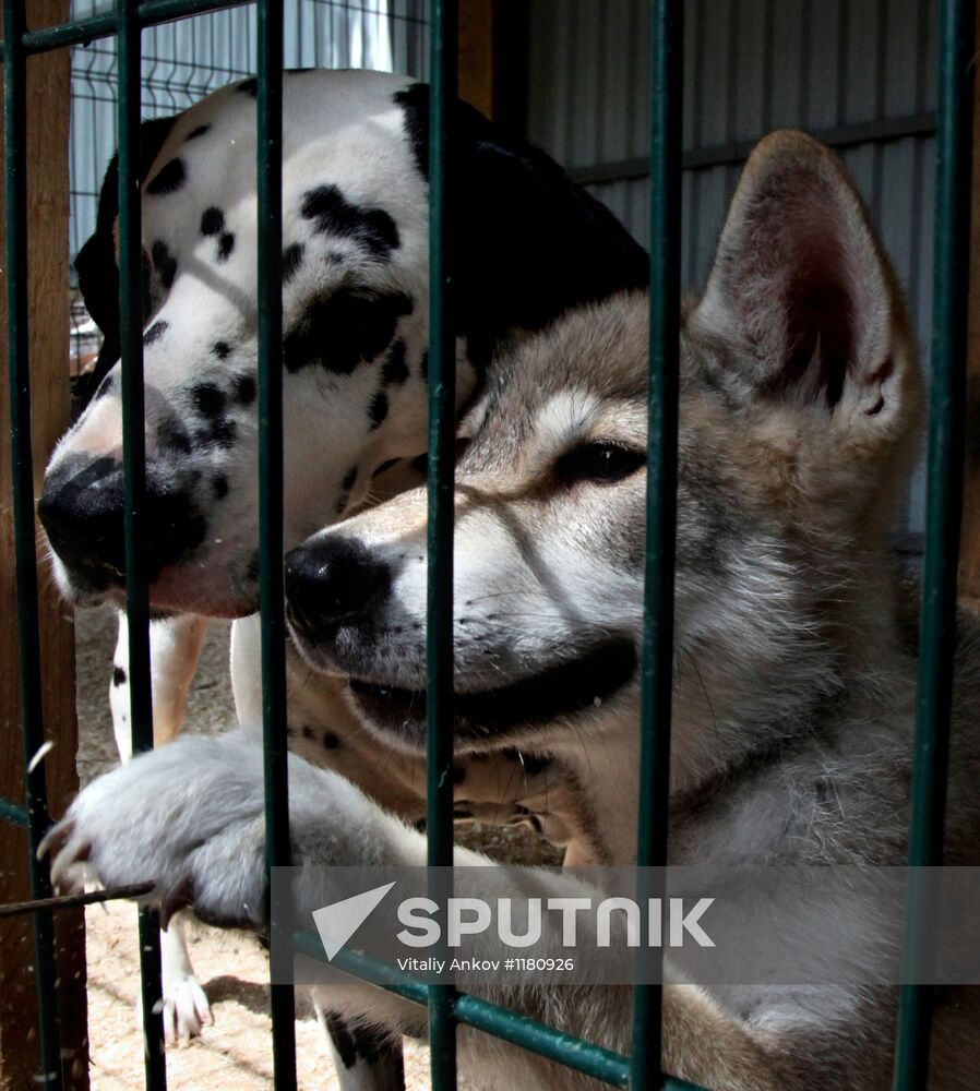 Dog with a wolf cub in Vladivostok zoo