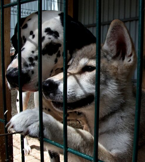 Dog with a wolf cub in Vladivostok zoo