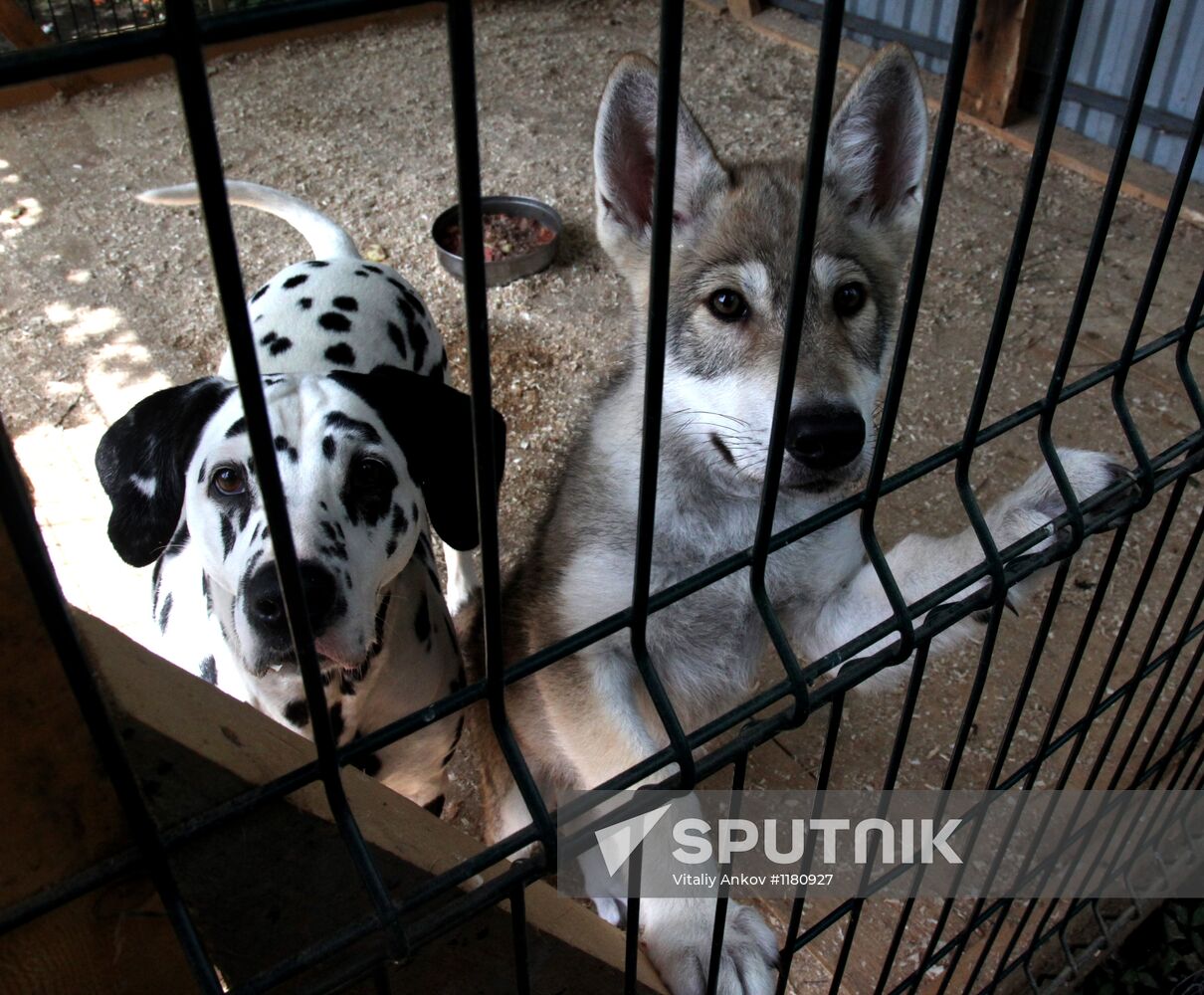 Dog with a wolf cub in Vladivostok zoo