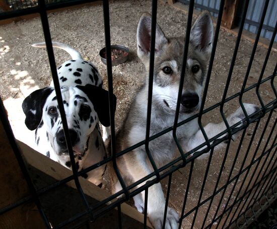 Dog with a wolf cub in Vladivostok zoo