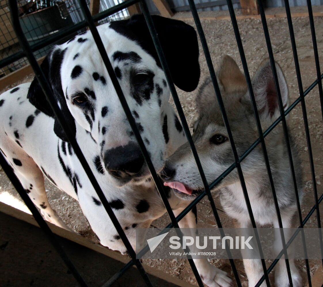 Dog with a wolf cub in Vladivostok zoo