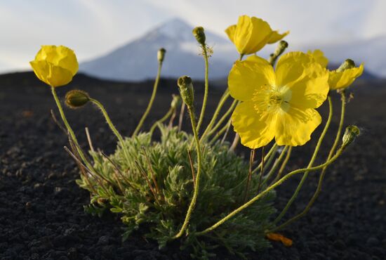 Work of volcanologists in BFTE area on Kamchatka Peninsula