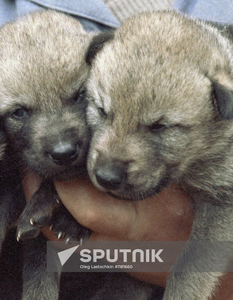 Wolf cubs