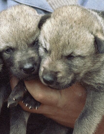 Wolf cubs