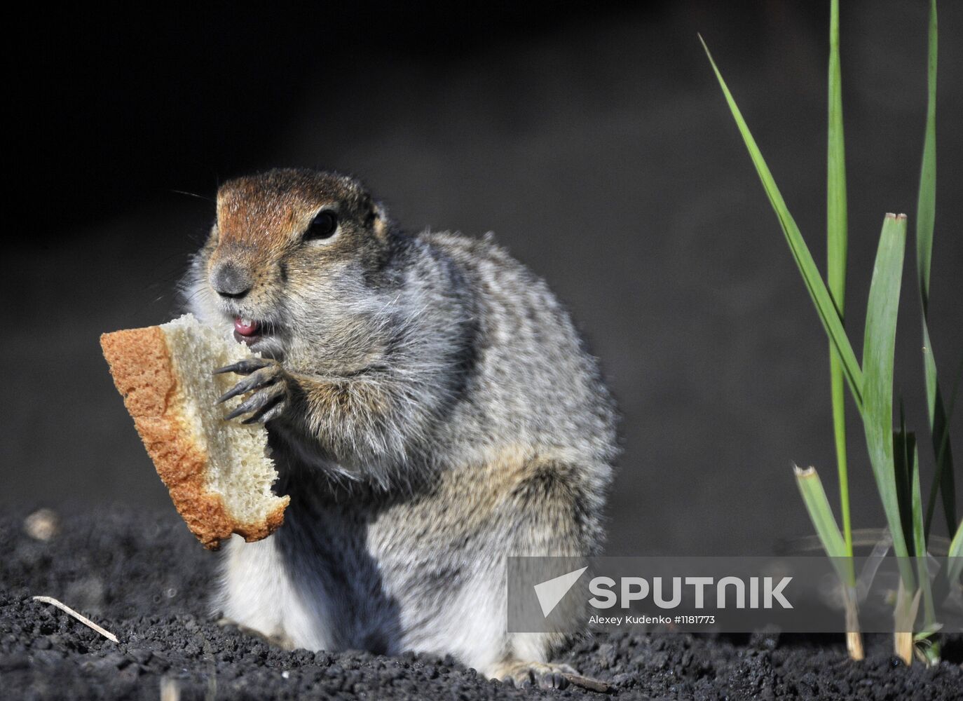Beringian ground squirrel in Kamchatka