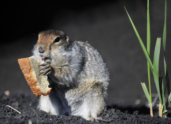 Beringian ground squirrel in Kamchatka