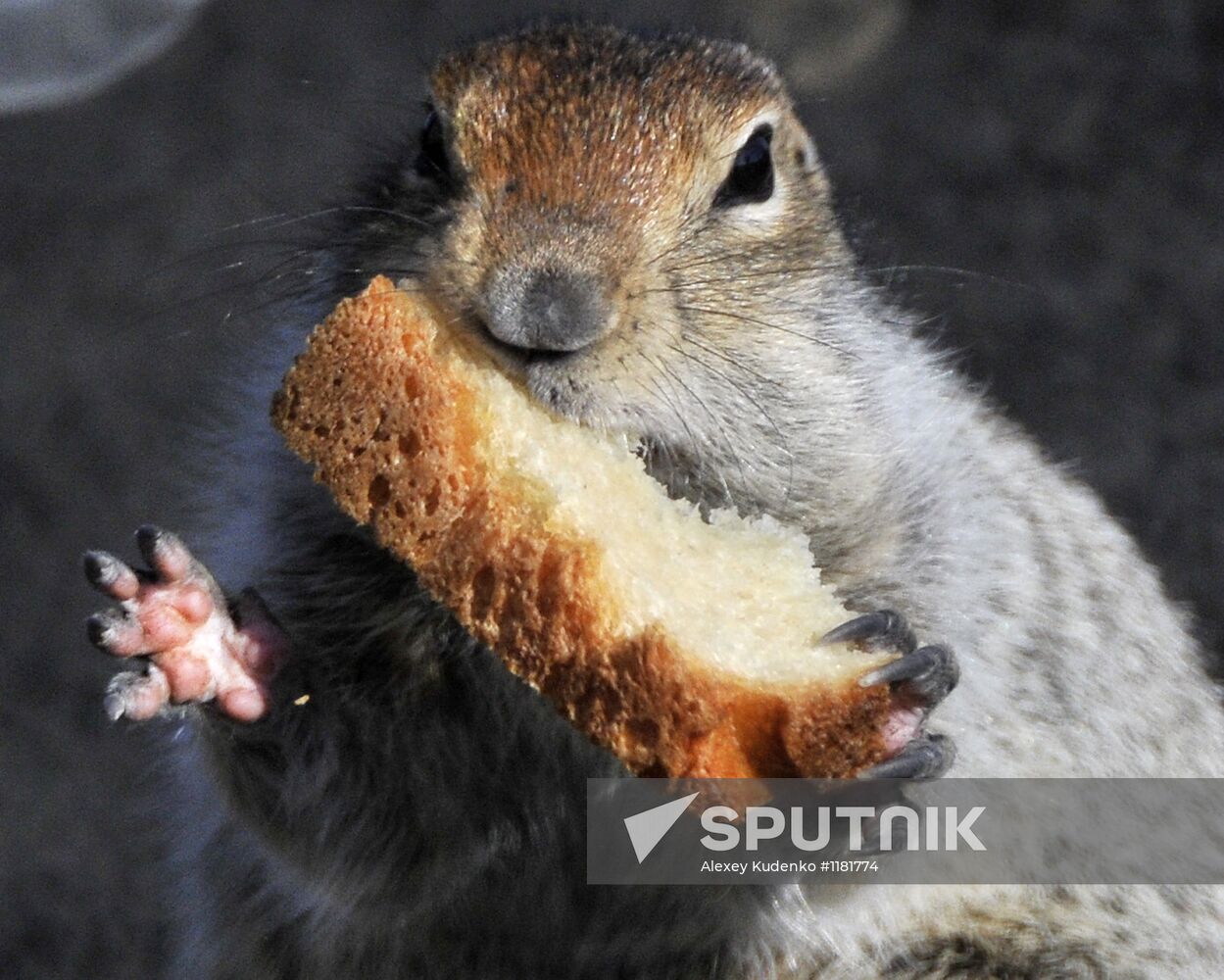 Beringian ground squirrel in Kamchatka