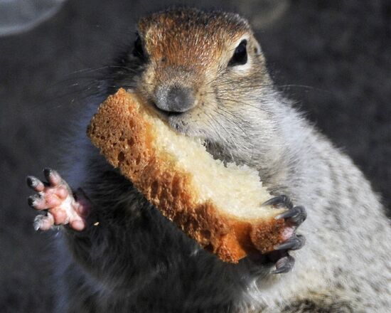 Beringian ground squirrel in Kamchatka