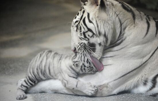 Three Bengal tiger cubs are born in Yekaterinburg Zoo