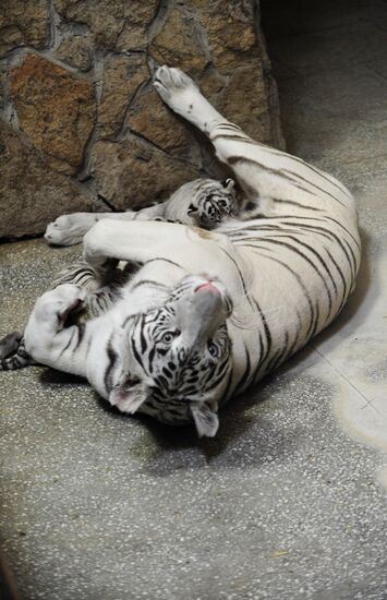 Three Bengal tiger cubs are born in Yekaterinburg Zoo