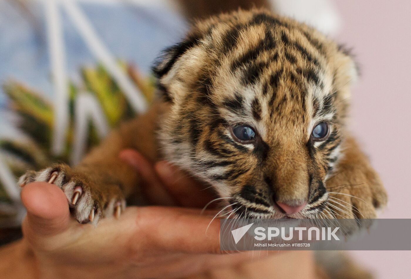 Tiger cub