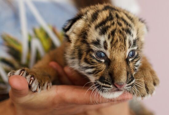 Tiger cub