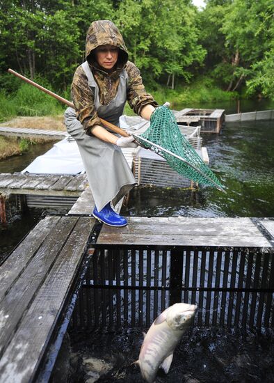 Release of chum salmon males to fertilize eggs