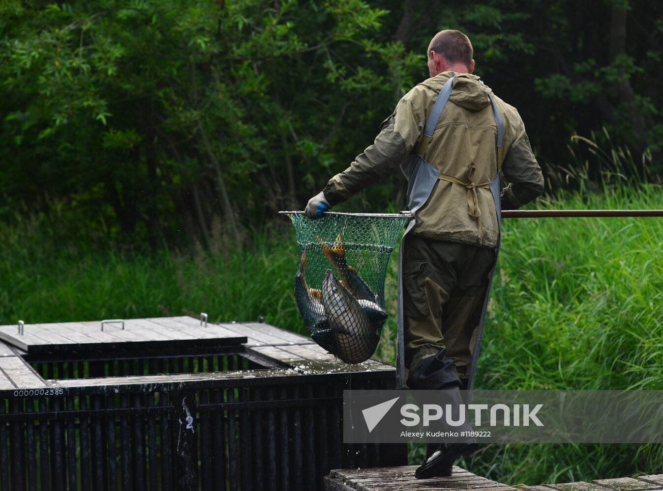 Release of chum salmon males to fertilize eggs
