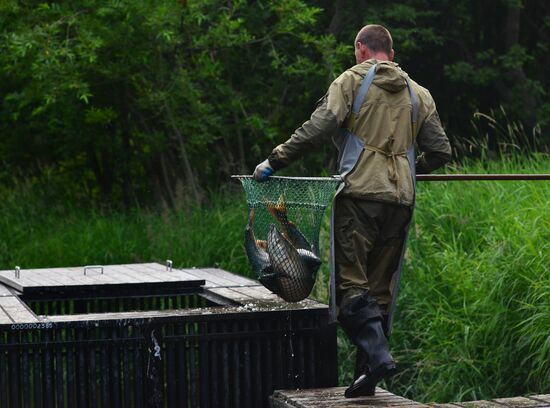 Release of chum salmon males to fertilize eggs