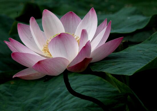Lotuses burst into bloom in Primorye