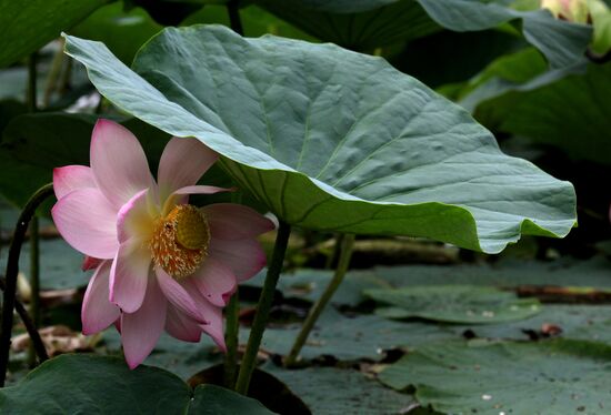 Lotuses burst into bloom in Primorye
