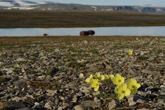 Russian Arctic National Park
