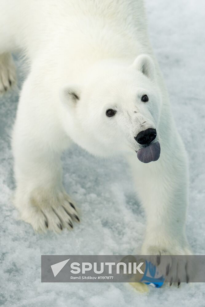 Russian Arctic national park