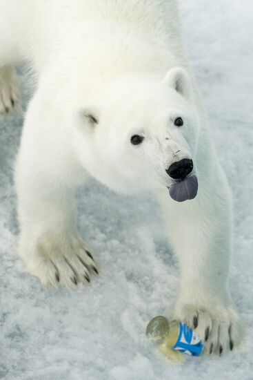 Russian Arctic national park